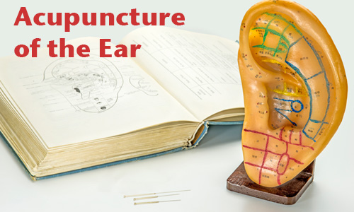 Plastic ear and textbook
